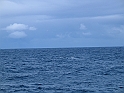 Obraz 462